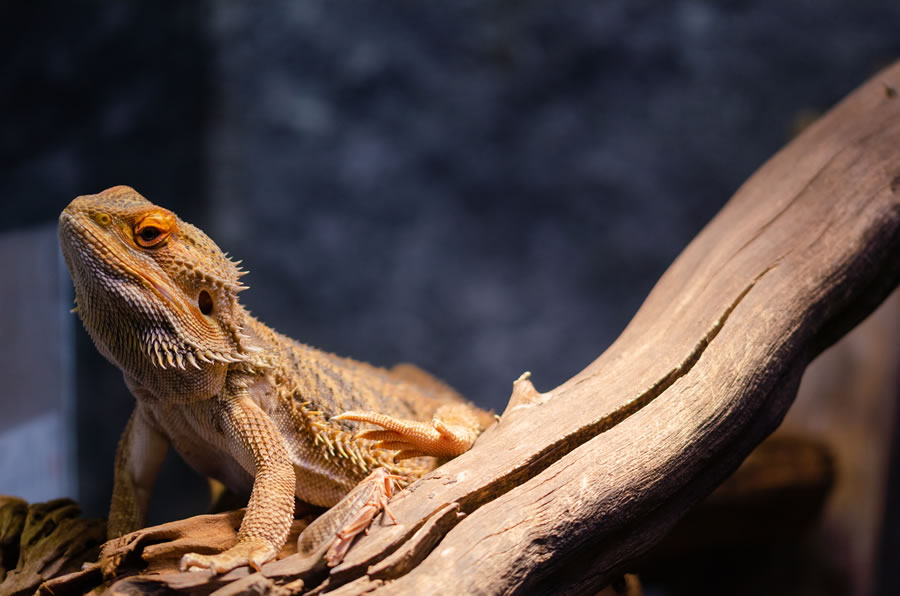 Pet Bearded Dragon