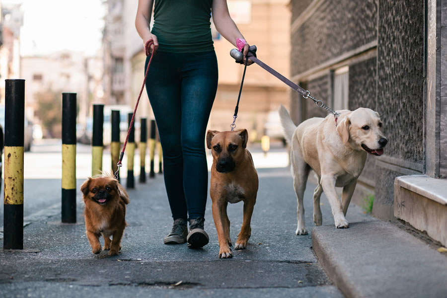 Dog Walkers