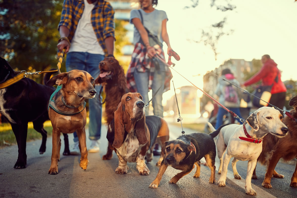 Two Dog Walkers with Their Dogs