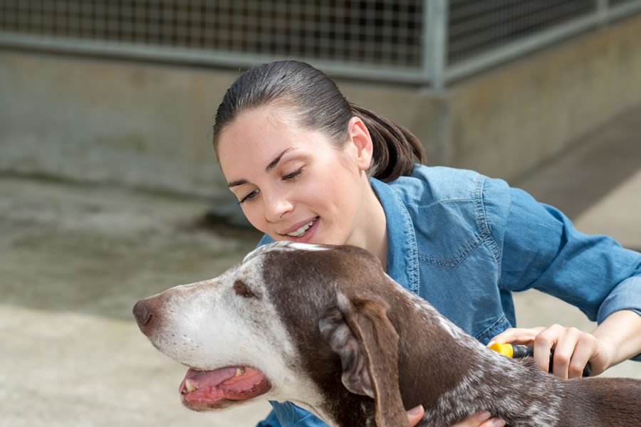 Kennels & Boarding